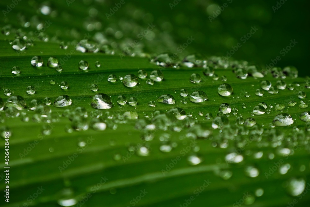 Closeup of a lush green leaf with water drops with a blurry background Closeup of a lush green leaf with water drops with a blurry background