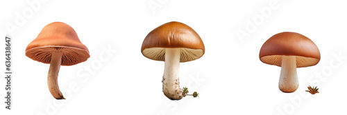 Beech mushroom of a brown hue