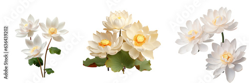 White lotus flowers isolated on transparent background