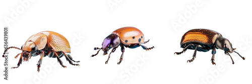 Male Trogoderma ornatum beetle part of Dermestidae family isolated on transparent background photo
