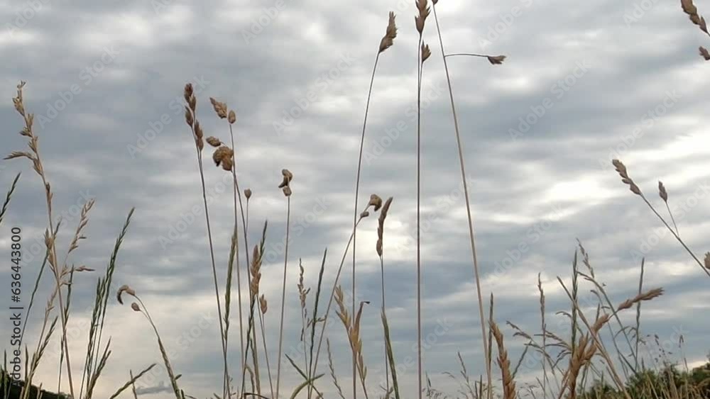 Natural, meadow in the foreground, and altocumulus clouds in the blue sky Natural, meadow in the foreground, and altocumulus clouds in the blue sky