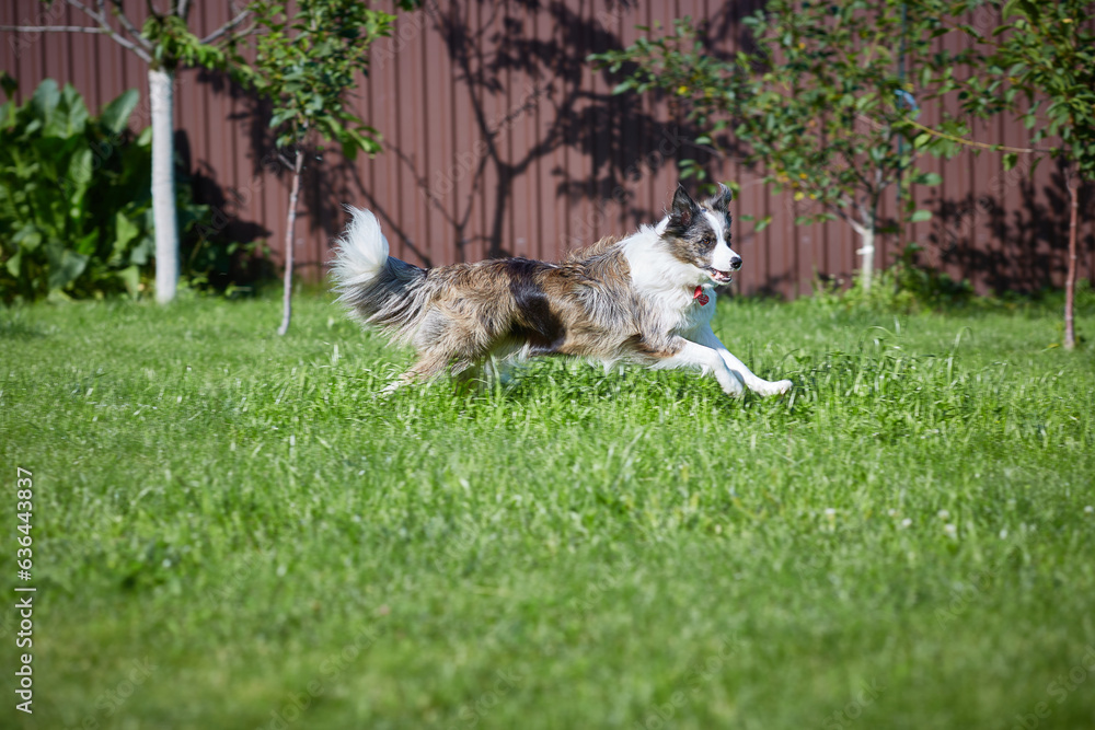 An Australian Shepherd dog runs on the green grass in the yard on a sunny summer day. Copy space
