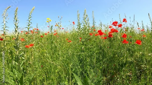 Wildflowers and red poppies in a spring meadow