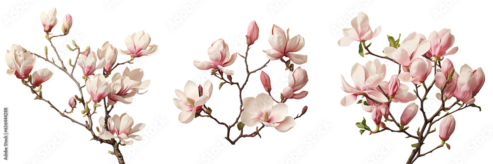 Magnolia rosea flowers in the spring