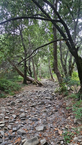 path in the woods