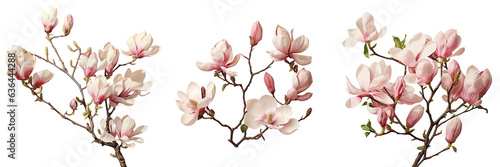 Magnolia rosea flowers in the spring © TheWaterMeloonProjec
