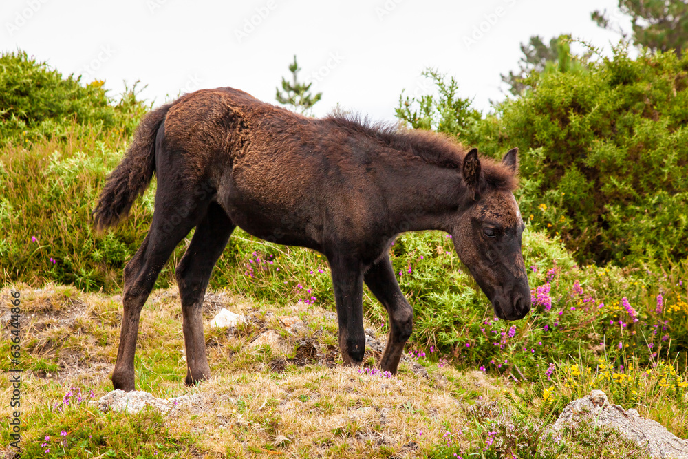 Fototapeta premium Caballo pardo salvaje pastando libre en una pradera verde de los montes de Galicia, España.