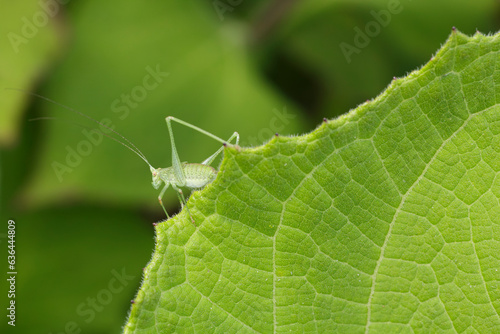 Vue macro d'une petite sauterelle verte sur une feuille dans un jardin