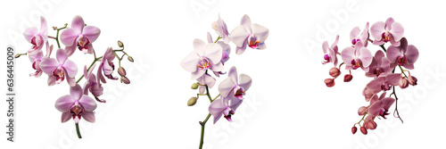Phalaenopsis Orchid on transparent background