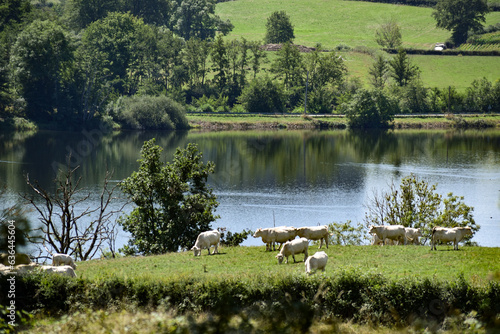 Petit lac de Pannecière dans le massif du Morvan (France) et vaches charolaises dans les prés au premier plan