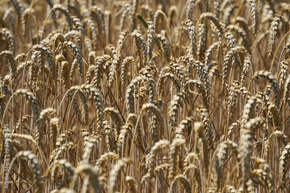 field of wheat, wheat ear, golden field, grain field field of wheat, wheat ear, golden field, grain field
