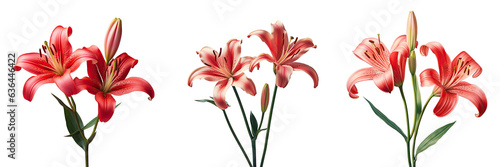 Isolated black lily pair red blooms