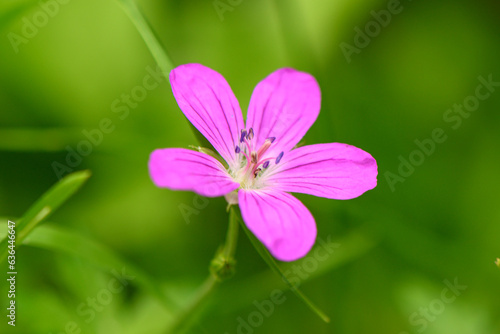 red wild flower on a beautiful green background 