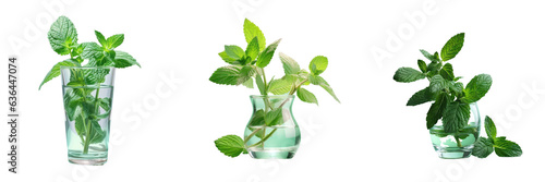 Mint in the vase transparent background