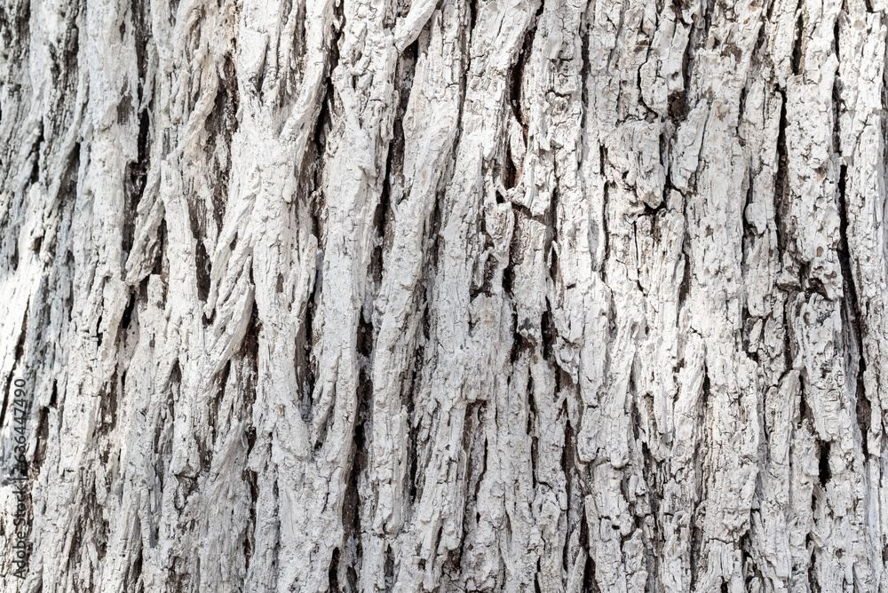 Fototapeta premium Texture of whitewashed acacia bark, background pattern.