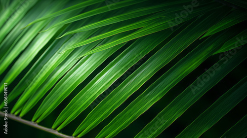Nature's Green Embrace Close-Up of a Lush Palm Tree Leaf © NIMBUS BREW