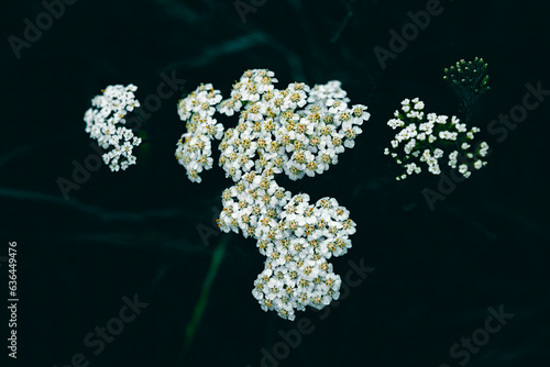 A close up of small white yarrow flowers