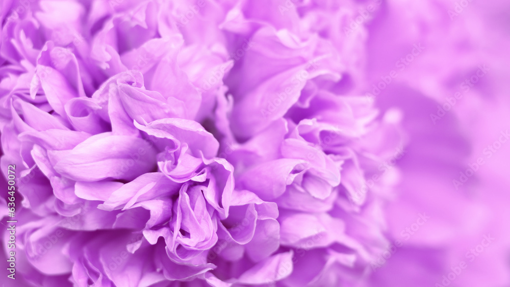 Abstract floral background, pink  flower petals. Macro flowers backdrop for holiday. Purple peony flower petals. Beatuiful pink peony selective focus, close-up. For design. Fragment of pink peony