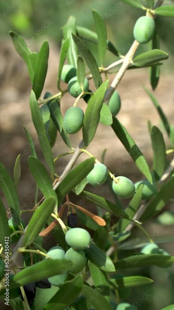 Slow motion, green olives hanging in the branch. Slow motion, green olives hanging in the branch.