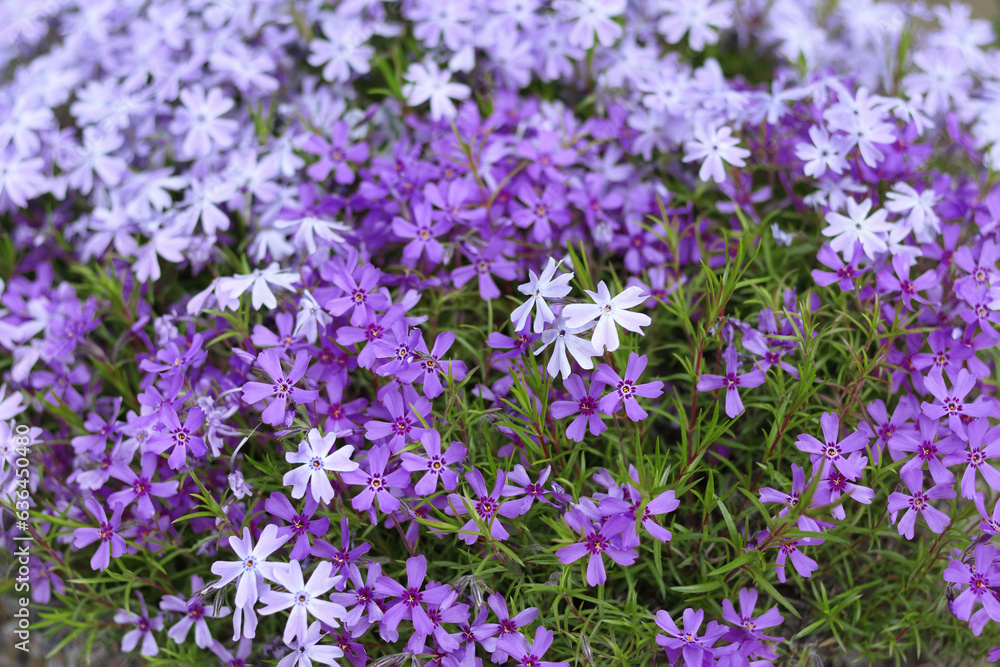 Flowering plant. Carpet of colour during spring. Creeping phlox. Flowering plant. Moss creeping Phlox Subulata. Beautiful blue purple violet Moss Phlox Subulata Atropurpurea Blooms. Flowering plant. Carpet of colour during spring. Creeping phlox. Flowering plant. Moss creeping Phlox Subulata. Beautiful blue purple violet Moss Phlox Subulata Atropurpurea Blooms.