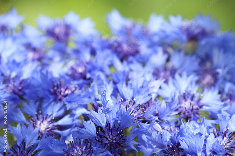 Bouquet of bright blue flowers. Blue flowers. Summer field plants. Green blurred background. Beautiful flower. Background full of blue Cornflowers . Close-up Cornflower. Bouquet of bright blue flowers. Blue flowers. Summer field plants. Green blurred background. Beautiful flower. Background full of blue Cornflowers . Close-up Cornflower.