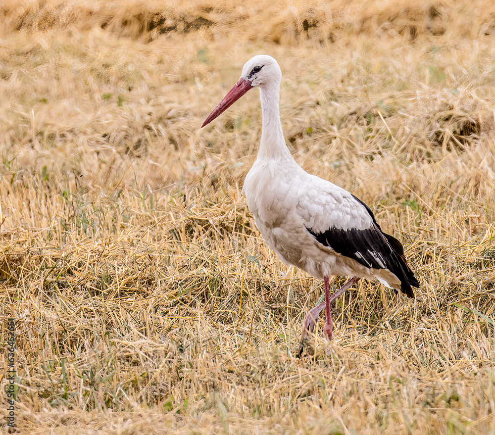 stork in the grass