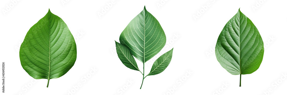 Pattern of green leaves on transparent background Pattern of green leaves on transparent background