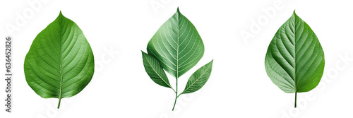 Pattern of green leaves on transparent background