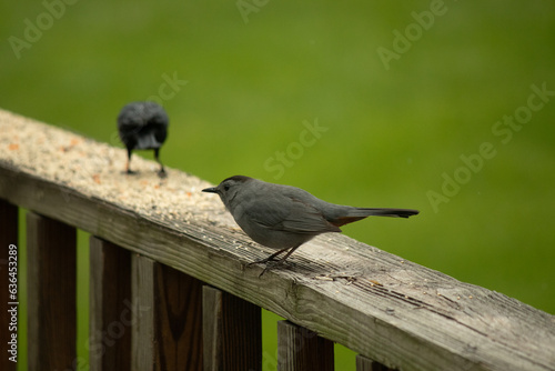 This cute little catbird is perched on the wooden railing of my deck. This bird is out for some birdseed. I love these cute little avians with grey bodies. Their little black eyes are always focused.