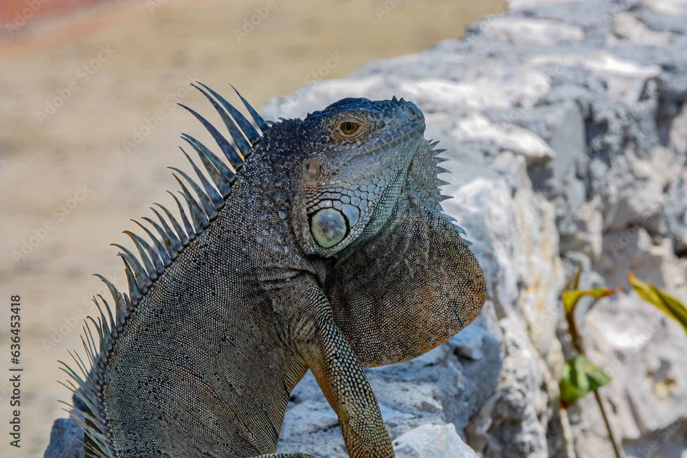 Naklejka premium Cayman Iguana