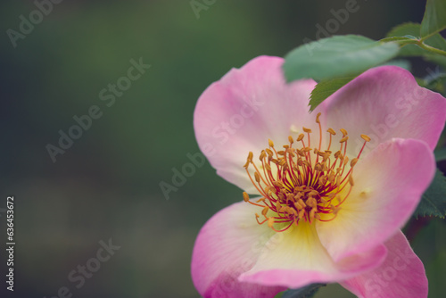 Rosa damascena or Damask pink rose. A beautiful pink flower used for production fragrant oils  cosmetic. Flowering  deciduous shrub plant. Delicate summer English tea roses blossoming in the garden.