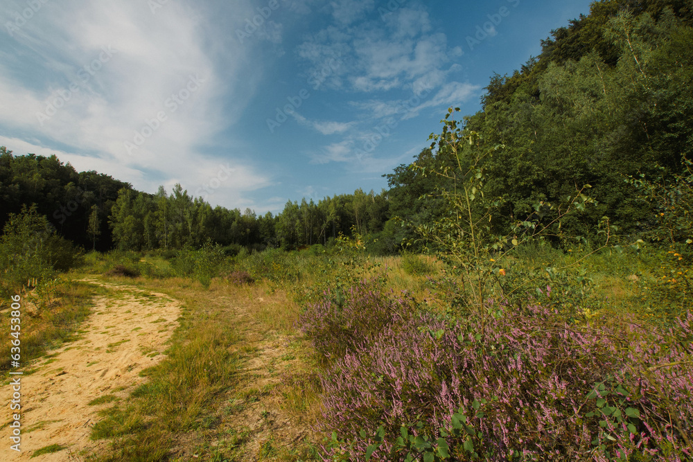 Beautiful view of the Vertbois sandpit, bois de la Houssière Beautiful view of the Vertbois sandpit, bois de la Houssière