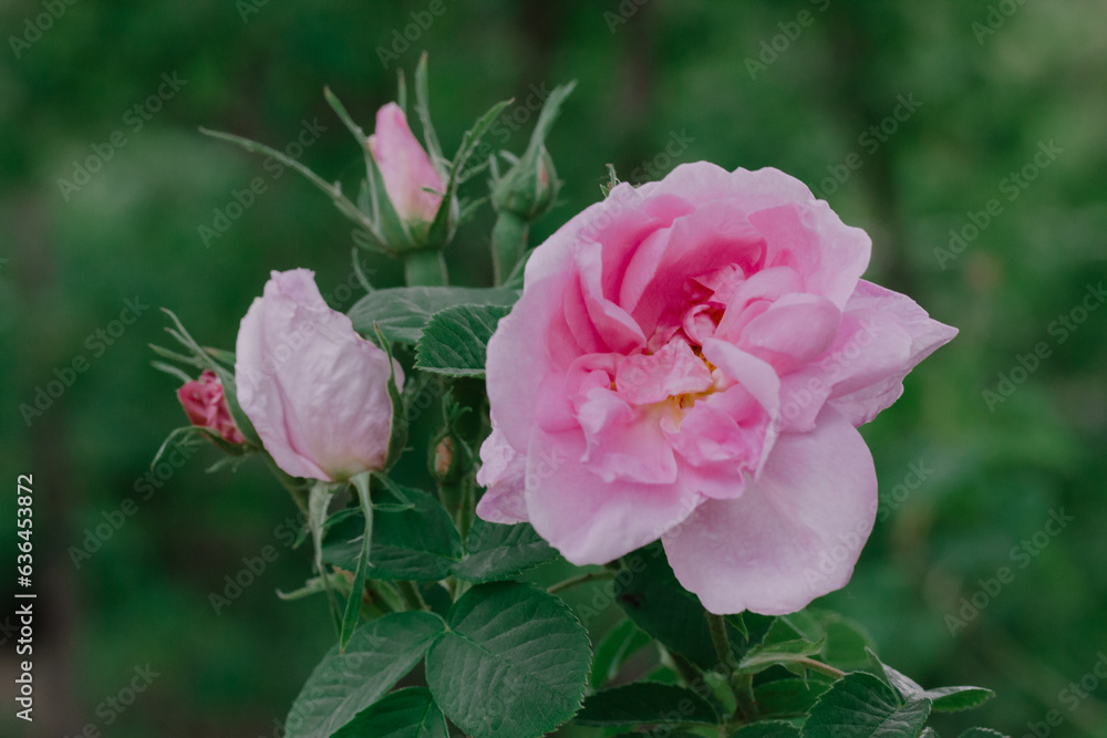 Rosa damascena or Damask pink rose. A beautiful pink flower used for production fragrant oils, cosmetic. Flowering, deciduous shrub plant. Delicate summer English tea roses blossoming in the garden. Rosa damascena or Damask pink rose. A beautiful pink flower used for production fragrant oils, cosmetic. Flowering, deciduous shrub plant. Delicate summer English tea roses blossoming in the garden.