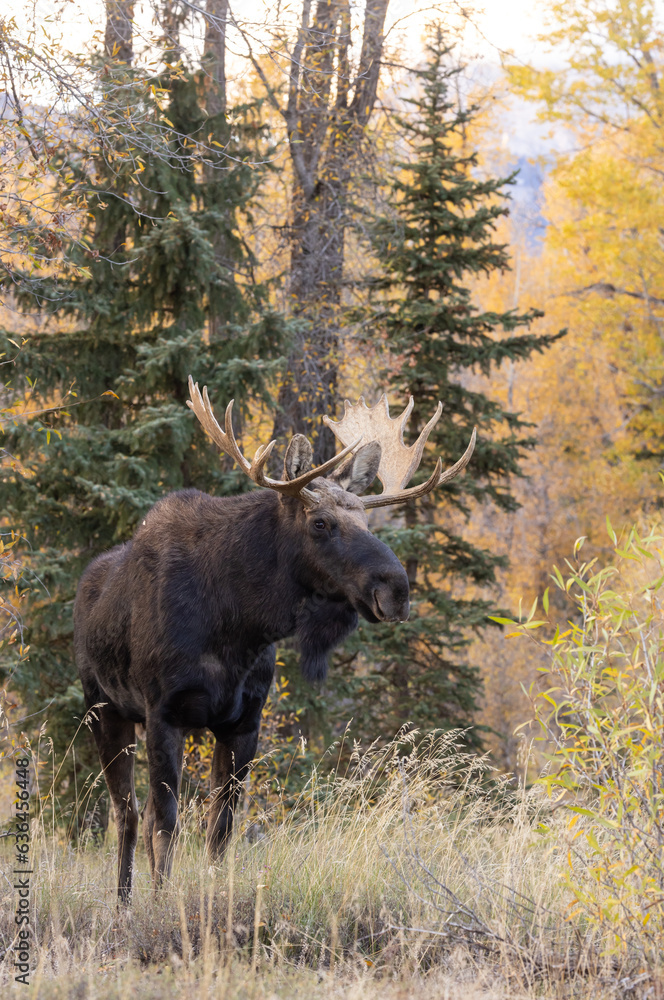 Bull Moose During the Fall Rut in Wyoming Bull Moose During the Fall Rut in Wyoming