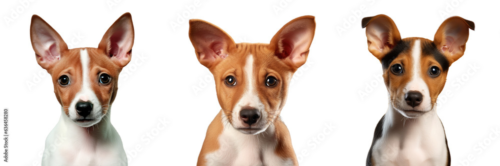 Basenji pup alone on transparent background Basenji pup alone on transparent background