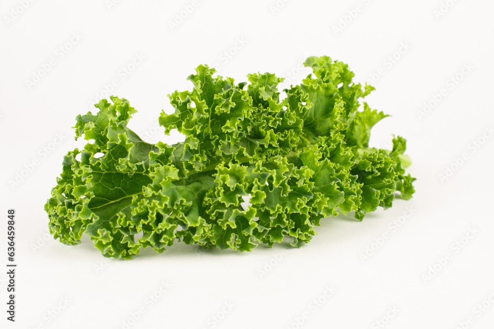 Fresh green common curly kale Fresh green common curly kale