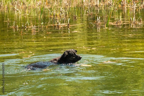 dog swims in the river in summer