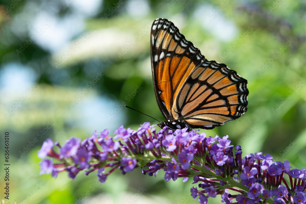 Obraz premium profile of a Viceroy butterfly (Limenitis archippus) on a purple Buddleja davidii flower