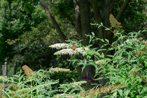 butterfly on Buddleja davidii bush in summer photo