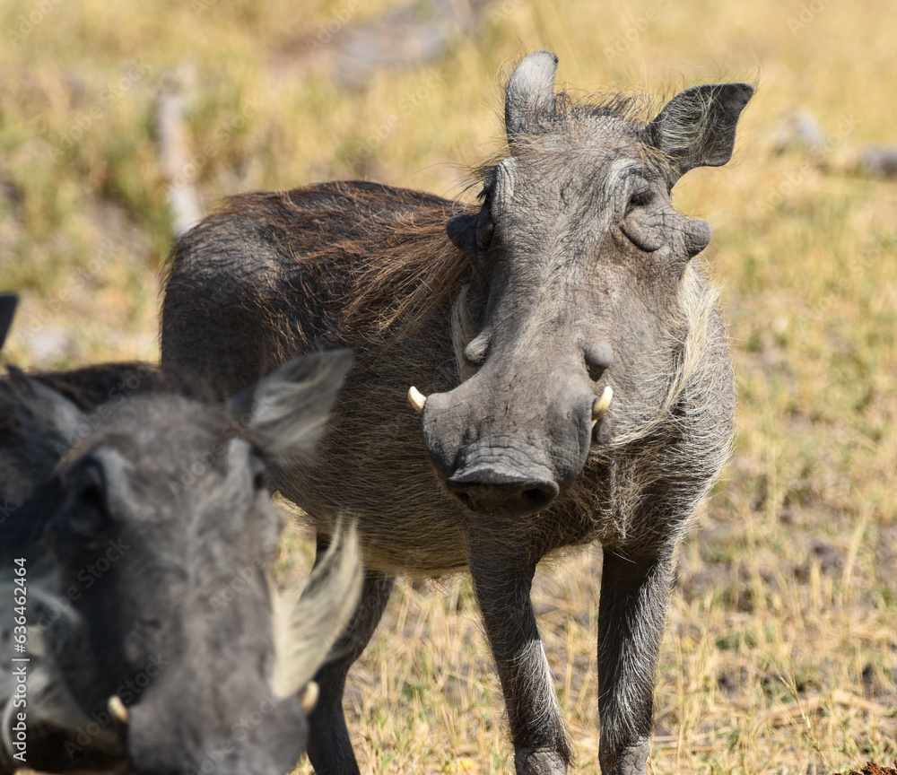Warthog Portrait Warthog Portrait