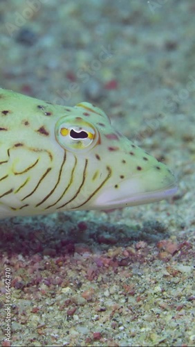 Vertical video, Close-up of Speckled Sandperch or Blacktail grubfish (Parapercis hexophtalma) lie on sandy-rocky bottom at evening time on sunset sunrays, slow motion photo