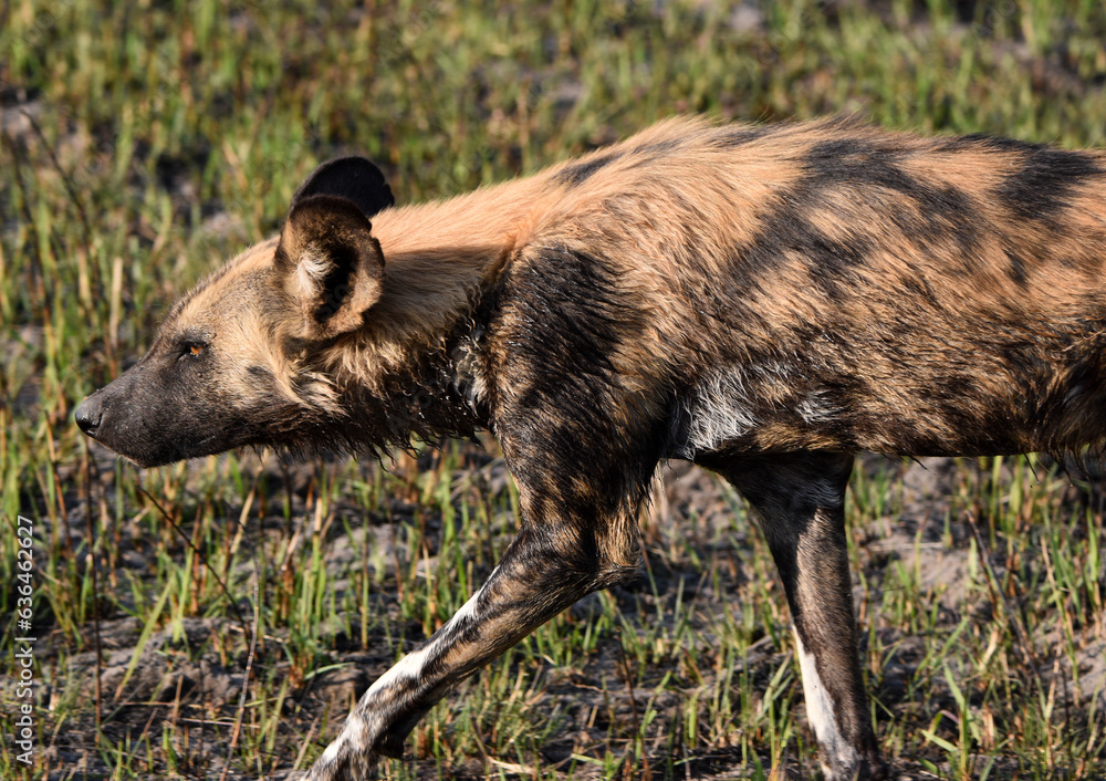 Wild Dog Profile Wild Dog Profile