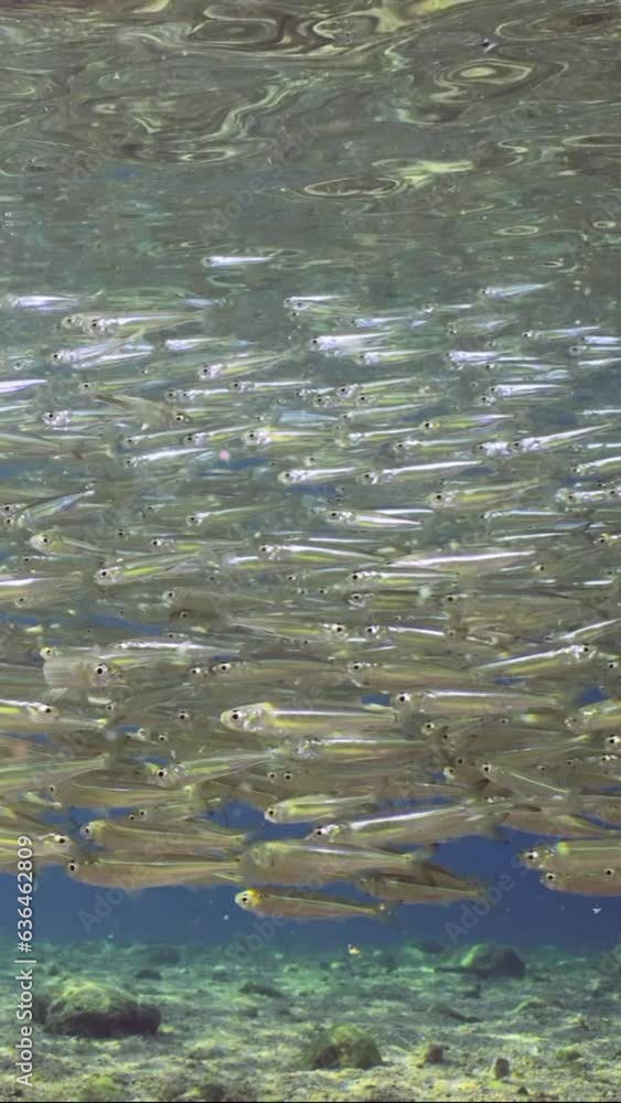 Vertical video, A continuous stream of bright shiny smal fish floats under surface of blue water over sandy rocky bottom in evening time, slow motion Vertical video, A continuous stream of bright shiny smal fish floats under surface of blue water over sandy rocky bottom in evening time, slow motion