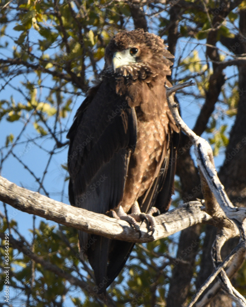 Brown Snake Eagle in the Okavango Delta Brown Snake Eagle in the Okavango Delta
