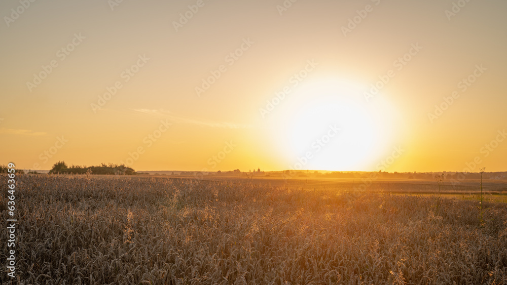 evening sunset on a wheat field in Ukraine, near Lviv. Panoramic shot, place for inscription