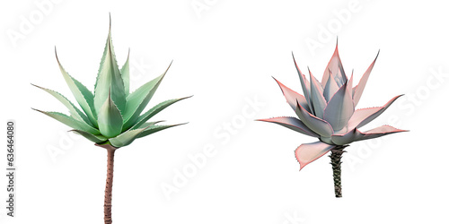 transparent background with agave isolated
