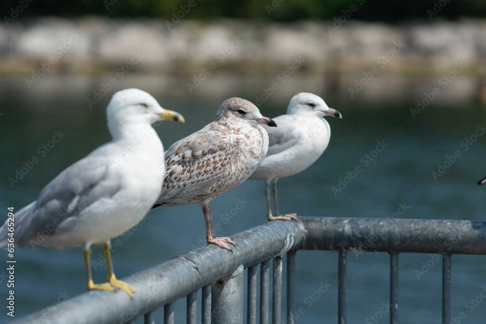 three common urban seagulls (female in middle) sunning on a metal railing by the lake three common urban seagulls (female in middle) sunning on a metal railing by the lake