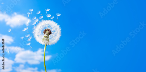 White dandelion seeds flying in the air  clear sky background  banner with empty copy space on side. Generative AI