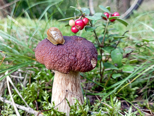 Foto Background of the autumn forest: a beautiful young mushroom with a slug, lingonb