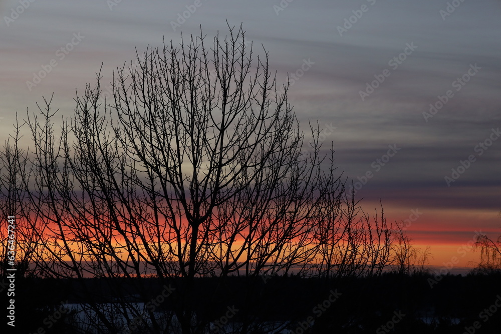 Obraz premium Captivating Sunset Casting a Golden Glow Through the Silhouette of a Majestic Tree.